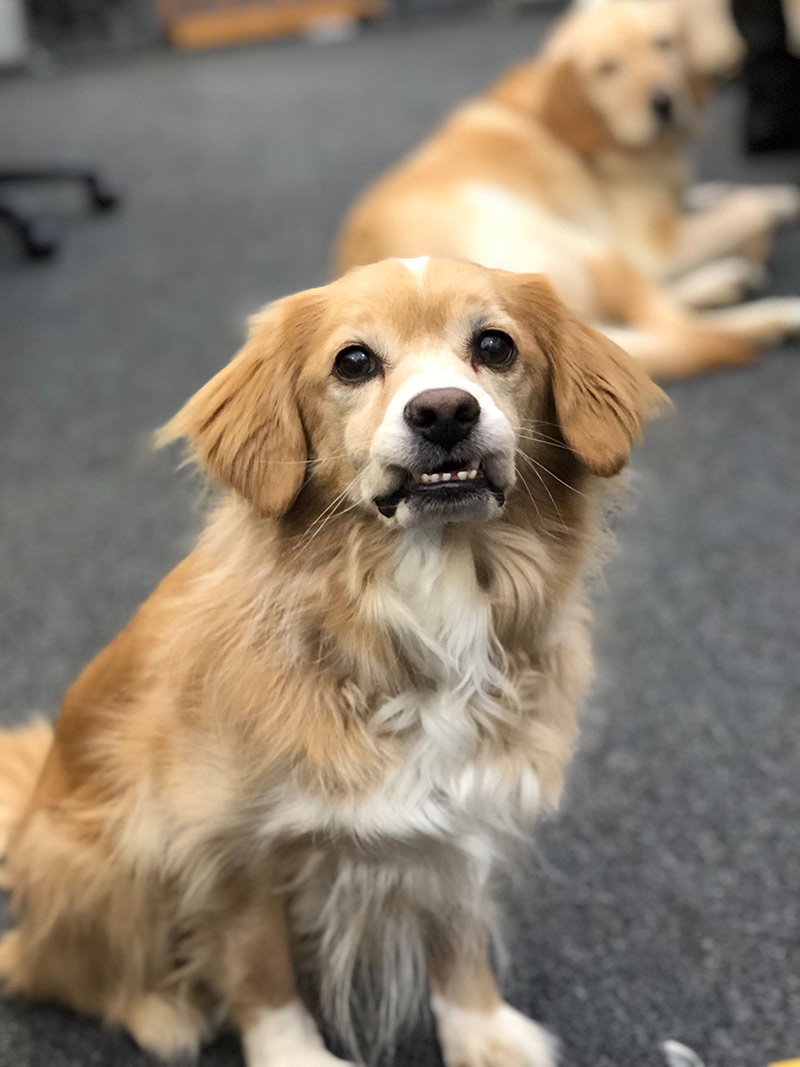 Charlie, one of our office dogs